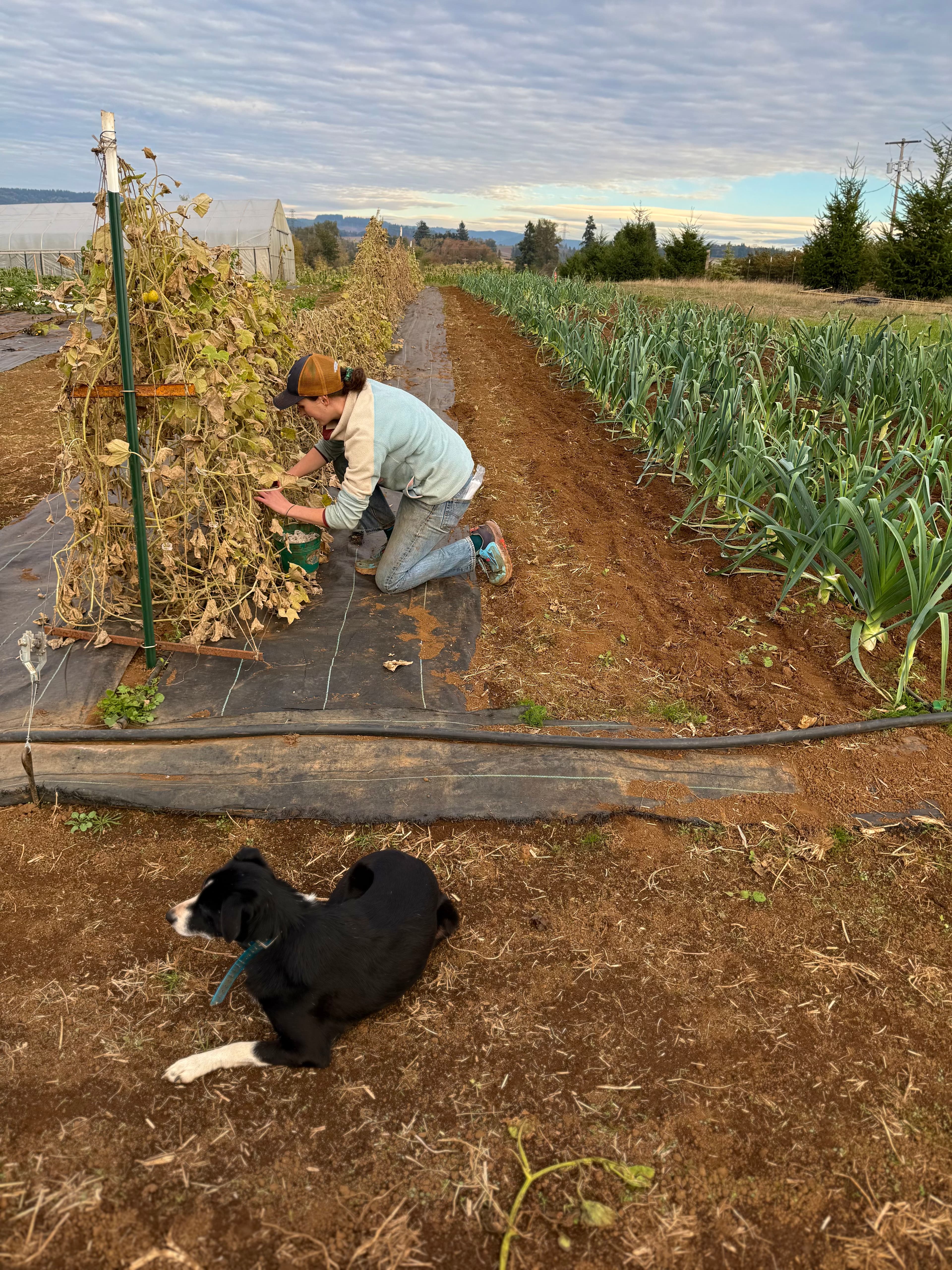 Grower reviewing daytime pumping plan